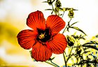 Expressionist Flowers  Hibiscus #4746
